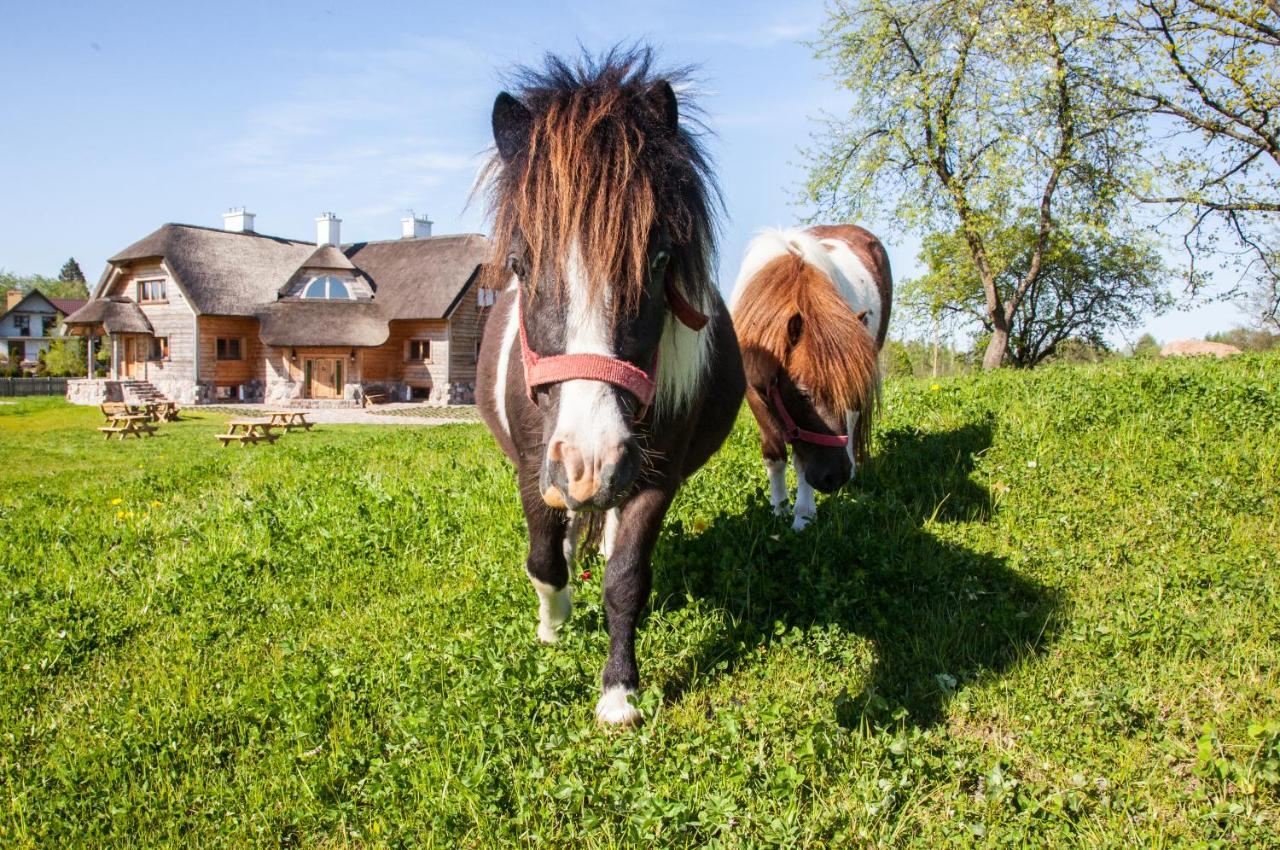 Rosochaty Rog Siedlisko Wigry Bed & Breakfast エクステリア 写真